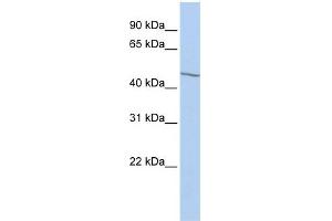 WB Suggested Anti-EIF3E Antibody Titration:  0. (EIF3E Antikörper  (Middle Region))