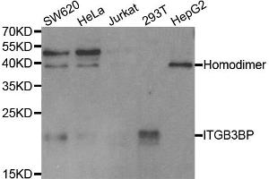 Western blot analysis of extracts of various cell lines, using ITGB3BP antibody (ABIN5973451) at 1/1000 dilution.