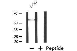 Western blot analysis of extracts from HepG2, using NAMPT Antibody. (NAMPT Antikörper  (C-Term))