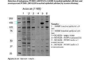 Image no. 2 for anti-Protocadherin 1 (PCDH1) (N-Term) antibody (ABIN502613) (Protocadherin 1 Antikörper  (N-Term))