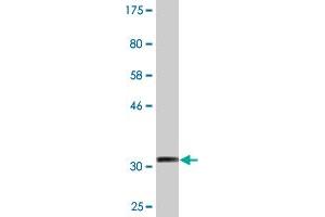 Western Blotting (WB) image for anti-Interferon Induced Transmembrane Protein 2 (IFITM2) (AA 1-59) antibody (ABIN524011)