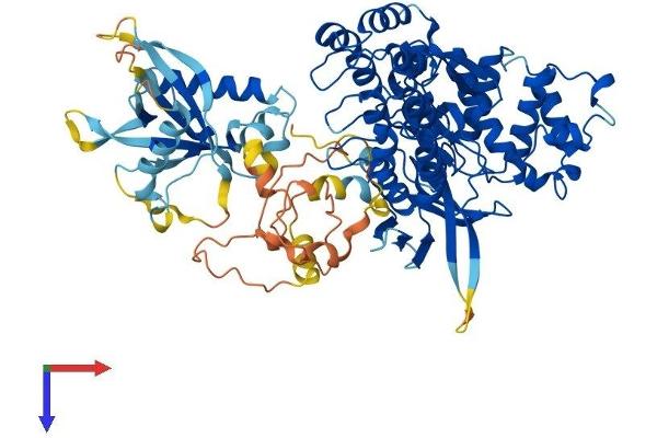 KRIT1 Protein (AA 1-736) (His tag)
