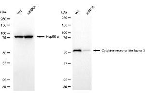 Western blotting analysis using cytokine receptor like factor 3 antibody (ABIN7798262). (CRLF3 Antikörper)