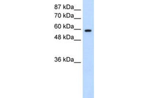 DAZ2 anticorps  (N-Term)