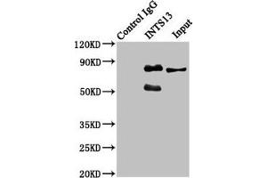 Immunoprecipitating INTS13 in Hela whole cell lysate Lane 1: Rabbit control IgG instead of ABIN7156405 in Hela whole cell lysate. (Integrator Complex Subunit 13 (INTS13) (AA 573-706) Antikörper)