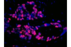 Donkey anti-Mouse IgG (Heavy & Light Chain) antibody (DyLight 550) - Preadsorbed