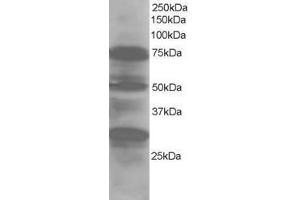 Image no. 1 for anti-LIM Domain 7 (LMO7) (AA 554-565) antibody (ABIN290107) (LMO7 Antikörper  (AA 554-565))