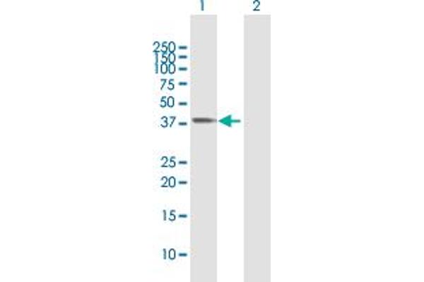 HSPBP1 antibody  (AA 1-359)