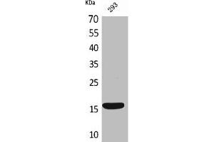 Western Blot analysis of 293 cells using PSP Polyclonal Antibody (Persephin Antikörper  (C-Term))
