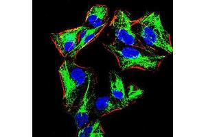 Immunofluorescence analysis of HeLa cells using PRDM1 mouse mAb (green). (PRDM1 Antikörper  (AA 690-825))