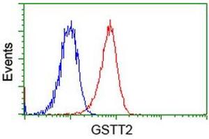 Image no. 2 for anti-Glutathione S-Transferase theta 2 (GSTT2) antibody (ABIN1498557) (GSTT2 Antikörper)