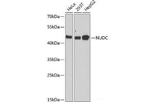 Western blot analysis of extracts of various cell lines using NUDC Polyclonal Antibody at dilution of 1:1000.
