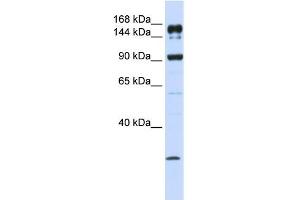 ABCA5 antibody used at 1 ug/ml to detect target protein. (ABCA5 Antikörper)
