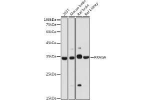 Western blot analysis of extracts of various cell lines, using RRAGA antibody (ABIN7269878) at 1:1000 dilution. (RRAGA Antikörper  (AA 1-160))