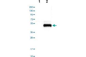Western blot analysis of Lane 1: Negative control (vector only transfected HEK293T lysate), Lane 2: Over-expression lysate (Co-expressed with a C-terminal myc-DDK tag (~3. (SPARC Antikörper)