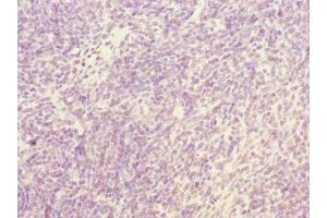 Immunohistochemistry of paraffin-embedded human thymus tissue using ABIN7161944 at dilution of 1:100 (NFYB Antikörper  (AA 1-207))