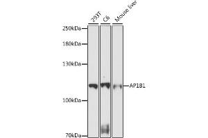 Western blot analysis of extracts of various cell lines, using B1 antibody (ABIN7265445) at 1:1000 dilution. (AP1B1 Antikörper  (AA 700-800))