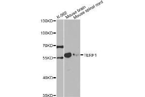 Western blot analysis of extracts of various cell lines, using TERF1 antibody. (TRF1 Antikörper)