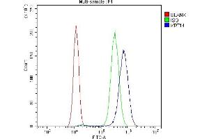 Flow Cytometry analysis of SiHa cells using anti-Cytokeratin 14 antibody (ABIN4886653). (KRT14 Antikörper  (C-Term))