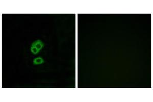 Immunofluorescence analysis of MCF-7 cells, using OR2T10 antibody. (OR2T10 Antikörper  (Internal Region))
