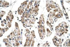Immunohistochemical staining (Formalin-fixed paraffin-embedded sections) of human muscle with ITGB1BP2 polyclonal antibody  at 4-8 ug/mL working concentration. (ITGB1BP2 Antikörper  (N-Term))