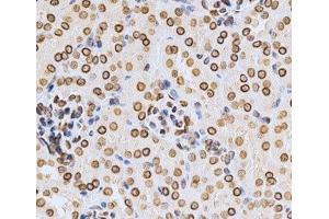 Immunohistochemistry of paraffin-embedded Mouse kidney using Lamin A/C Polyclonal Antibody at dilution of 1:200 (40x lens). (Lamin A/C Antikörper)