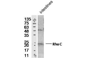 Mouse intesting lysates probed with Rabbit Anti-RhoC Polyclonal Antibody, Unconjugated  at 1:300 overnight at 4˚C. (RHOC Antikörper  (AA 101-193))