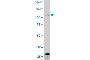 PCDHGA2 monoclonal antibody (M01), clone 2A7. (PCDHGA2 Antikörper  (AA 223-331))
