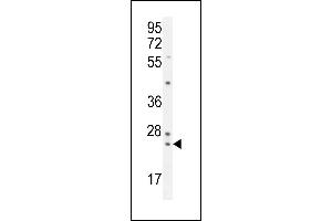 UF Antibody (Center) (ABIN654921 and ABIN2850478) western blot analysis in K562 cell line lysates (35 μg/lane). (ZG16B Antikörper  (AA 109-137))