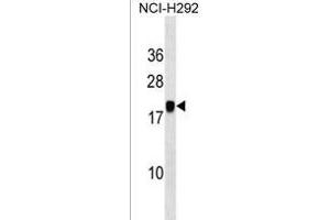 PGSF1 Antibody (Center) (ABIN1538190 and ABIN2850275) western blot analysis in NCI- cell line lysates (35 μg/lane). (MIR7-3HG Antikörper  (AA 26-54))