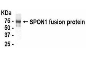 Western Blotting (WB) image for anti-Spondin 1 (SPON1) (AA 549-807) antibody (ABIN2467891) (SPON1 Antikörper  (AA 549-807))