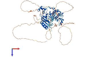 MARK4 Protein (AA 1-752) (His tag)