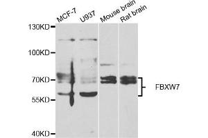 Western blot analysis of extracts of various cell lines, using FBXW7 antibody. (FBXW7 Antikörper)