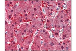 Immunohistochemistry Image: Human Liver: Formalin-Fixed, Paraffin-Embedded (FFPE) (ASS1 Antikörper  (Internal Region))