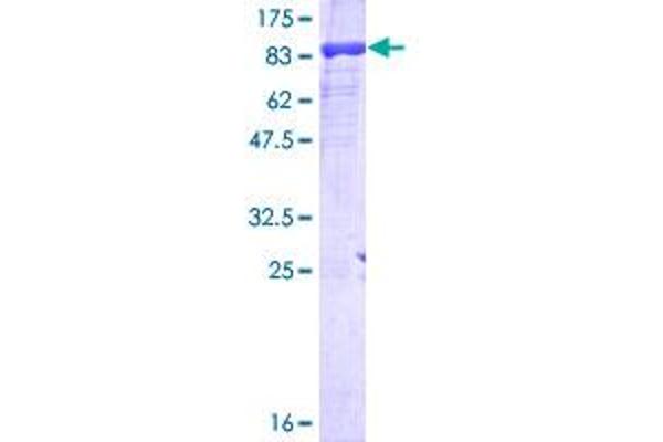 POLR3C Protein (AA 1-534) (GST tag)