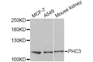 Western blot analysis of extracts of various cell lines, using PHC3 Antibody (ABIN5973874) at 1/1000 dilution. (PHC3 Antikörper)