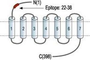 Opioid Receptor, mu 1 (OPRM1) peptide