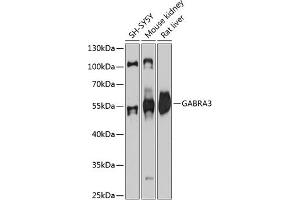 Western blot analysis of extracts of various cell lines, using G antibody (ABIN6131687, ABIN6140903, ABIN6140906 and ABIN6215329) at 1:3000 dilution. (GABRA3 Antikörper  (AA 29-276))