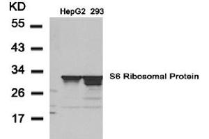 Image no. 3 for anti-Ribosomal Protein S6 (RPS6) (AA 233-237) antibody (ABIN197470) (RPS6 Antikörper  (AA 233-237))