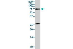 RXRA monoclonal antibody (M16), clone 4H8.