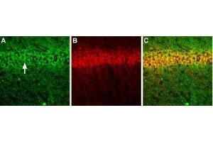 Multiplex staining of GluN1 and CALHM1 in mouse hippocampal CA1 region - Immunohistochemical staining of perfusion-fixed frozen mouse brain sections using Anti-NMDAR1 (GluN1) (extracellular) Antibody (ABIN7043242, ABIN7044322 and ABIN7044323), (1:200) and Anti-CALHM1-ATTO Fluor-594 Antibody (ABIN7043014), (1:60). (CALHM1 Antikörper  (Intracellular) (Atto 594))