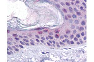 Immunohistochemistry with U20S/ PLKO cells tissue