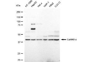 anti-Calcium/calmodulin-Dependent Protein Kinase II alpha (CAMK2A) antibody