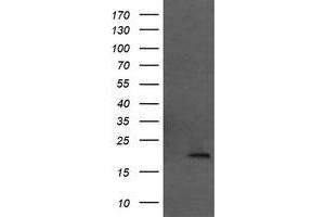 Image no. 1 for anti-Mitochondrial Ribosomal Protein L11 (MRPL11) antibody (ABIN1499556) (MRPL11 Antikörper)
