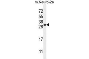 BHLHA15 Antibody (C-term) western blot analysis in mouse Neuro-2a cell line lysates (35µg/lane). (BHLHA15 Antikörper  (C-Term))