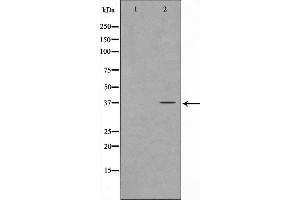 Western blot analysis on COS7 cell lysate using FOXL1 Antibody，The lane on the left is treated with the antigen-specific peptide. (FOXL1 Antikörper)