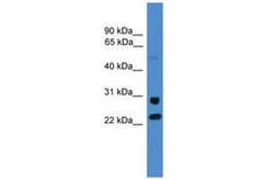 Image no. 1 for anti-Malectin (MLEC) (AA 214-263) antibody (ABIN6745495) (Malectin Antikörper  (AA 214-263))