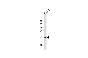 Anti-COXIV Antibody at 1:2000 dilution + BA/F3 whole cell lysate Lysates/proteins at 20 μg per lane. (COX IV Antikörper  (AA 49-83))