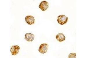 Immunohistochemistry (IHC) image for anti-Dynein, Axonemal, Light Chain 1 (DNAL1) (C-Term) antibody (ABIN1030363) (DNAL1 Antikörper  (C-Term))