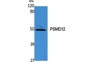 Western Blot (WB) analysis of specific cells using PSMD12 Polyclonal Antibody. (PSMD12 Antikörper  (Internal Region))